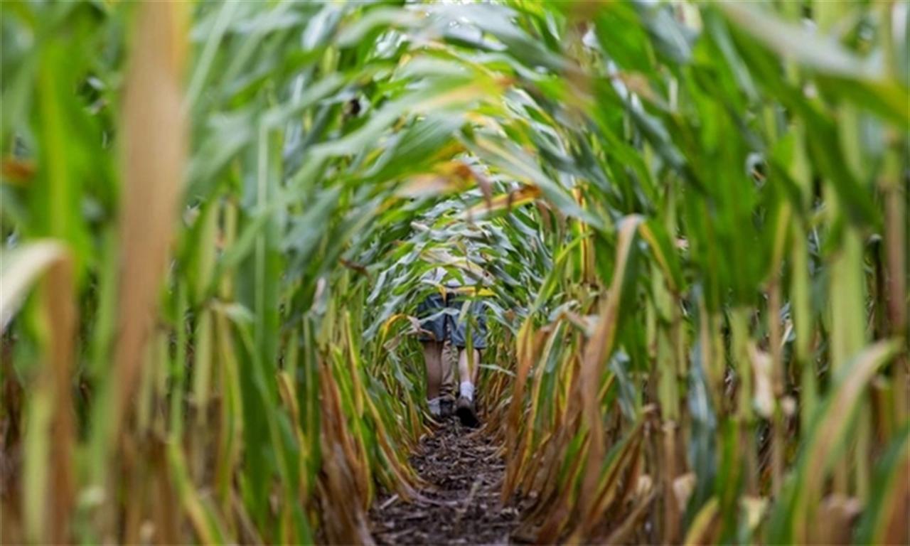 Giá phân bón cao ​​sẽ tiếp tục kéo dài sang 2023