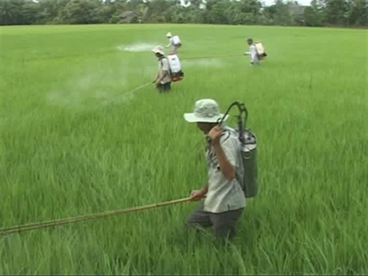 Vĩnh Long cần hơn 24.000 tấn phân bón các loại cho vụ lúa Đông Xuân 2012 – 2013