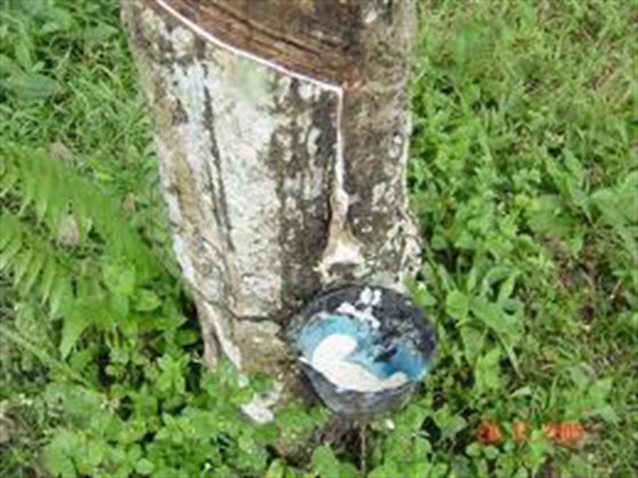 Giá cao su xuống thấp nhất 2 tuần sau tín hiệu hỗ trợ của Fed