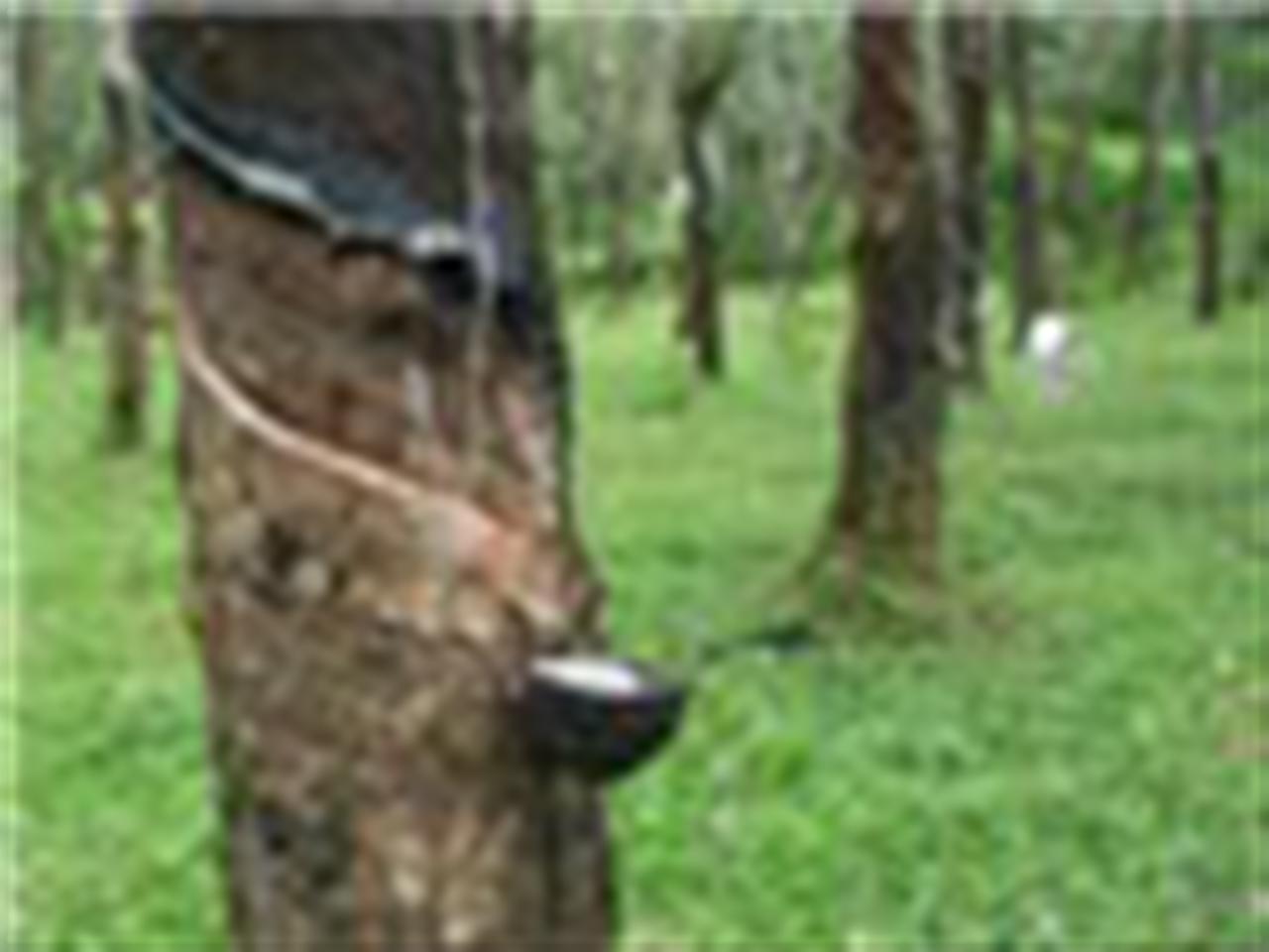 Giá cao su Tocom mất đà tăng do lo ngại nền kinh tế