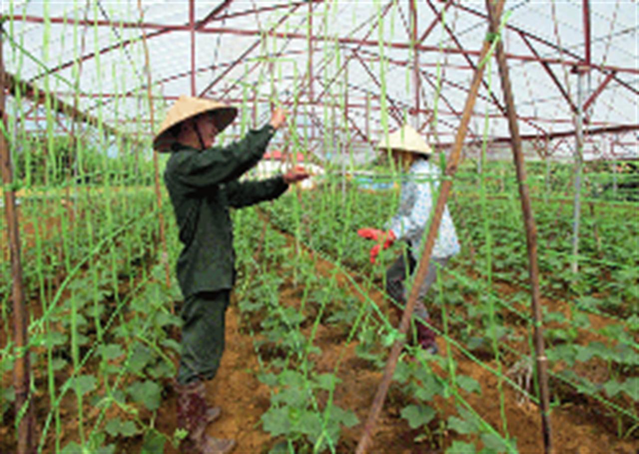 Phân bón Văn Điển giúp canh tác bền vững