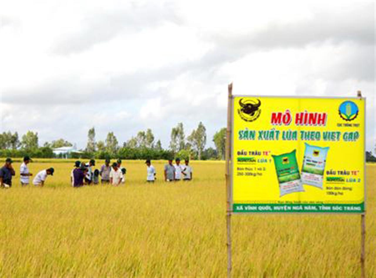 Bình Điền hỗ trợ nông dân phát triển cánh đồng mẫu lớn