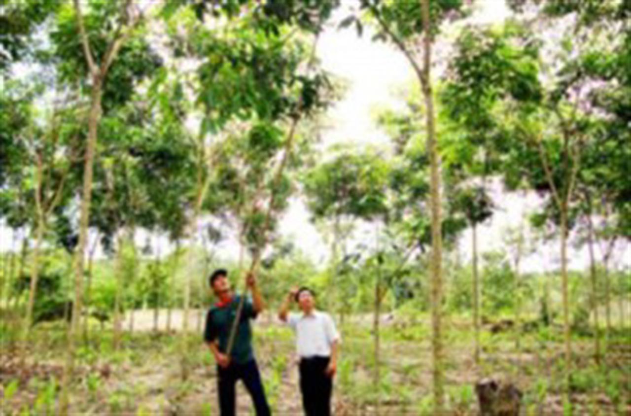Mianmar: Rubber prices falling on local markets