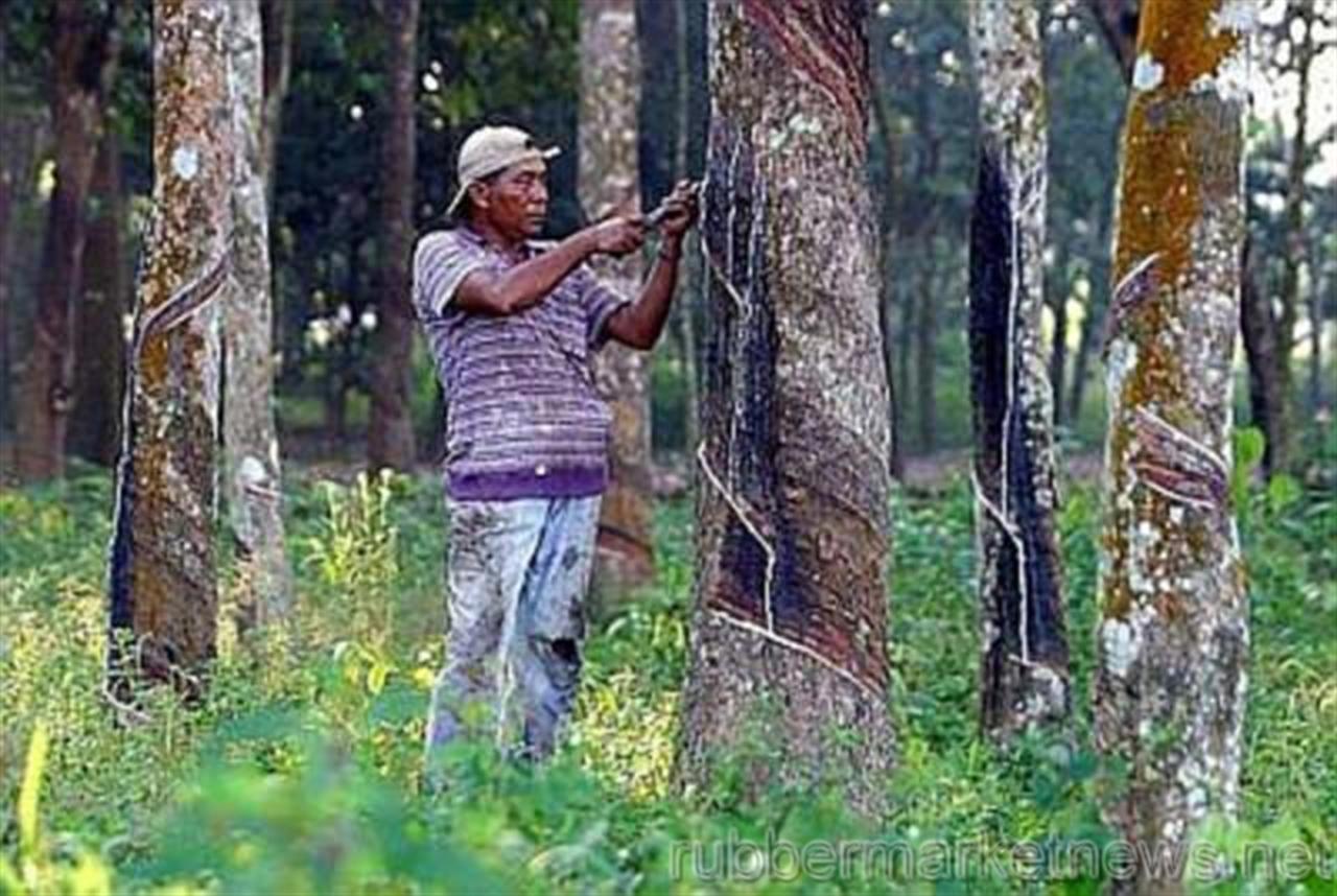 Rubber prices may rise by about Rs 10 per kg this month