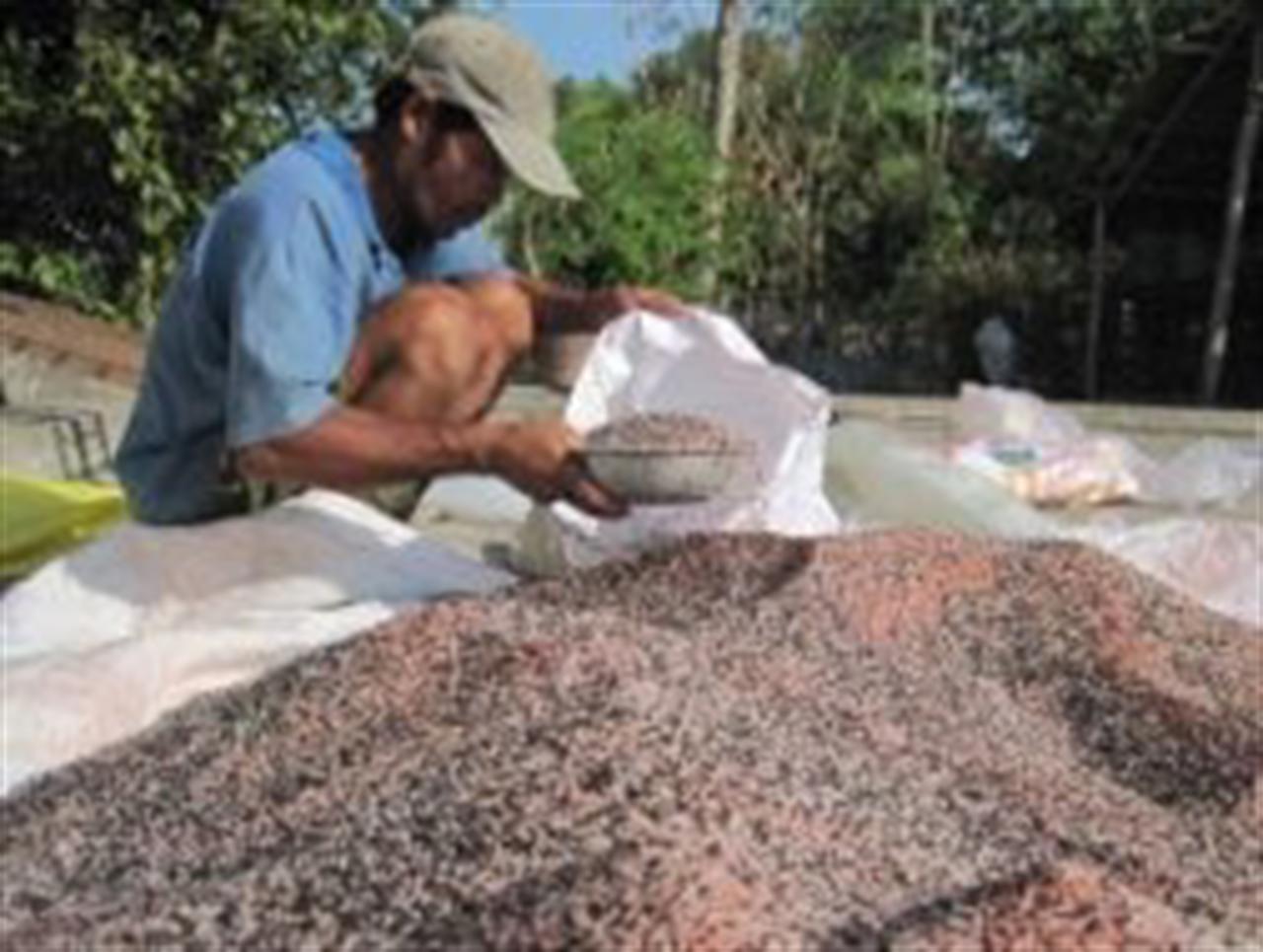 Phân bón giả tràn lan gây thiệt hại lớn cho nông dân Đắk Lắk