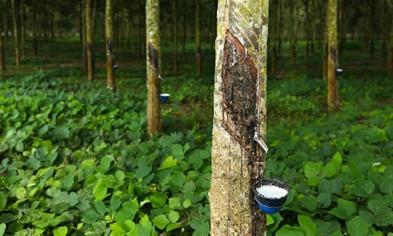Rubber industry forecast to continue seeing bright prospects this year
