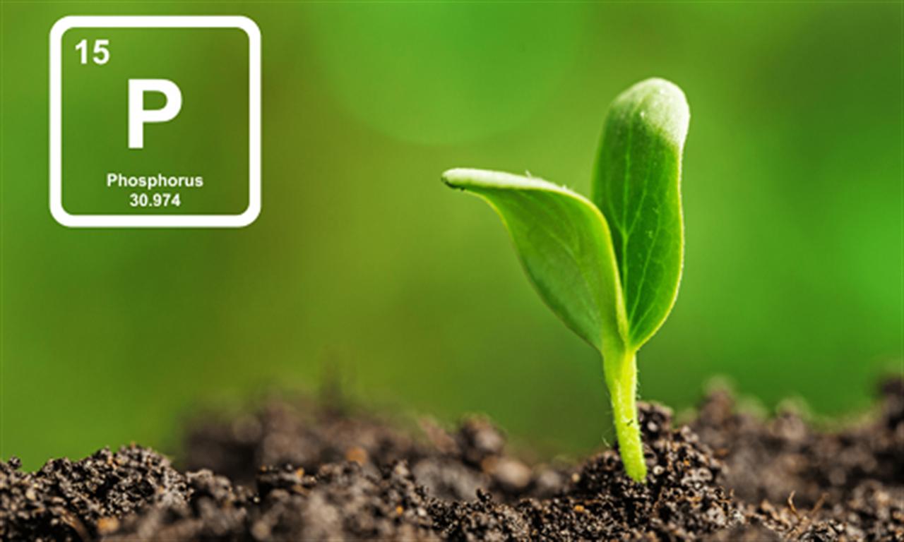 The global phosphorus market is projected to reach USD 85.01 billion in 2028 at a CAGR of 3.9% during the 2021-2028 period