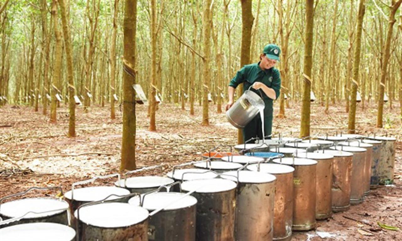 Thailand approves $218 million to guarantee rubber farmer prices
