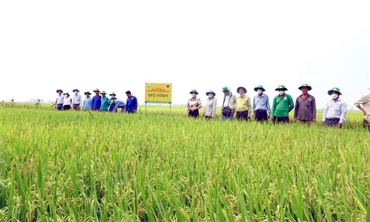 Bình Điền và mô hình “Canh tác lúa thông minh”