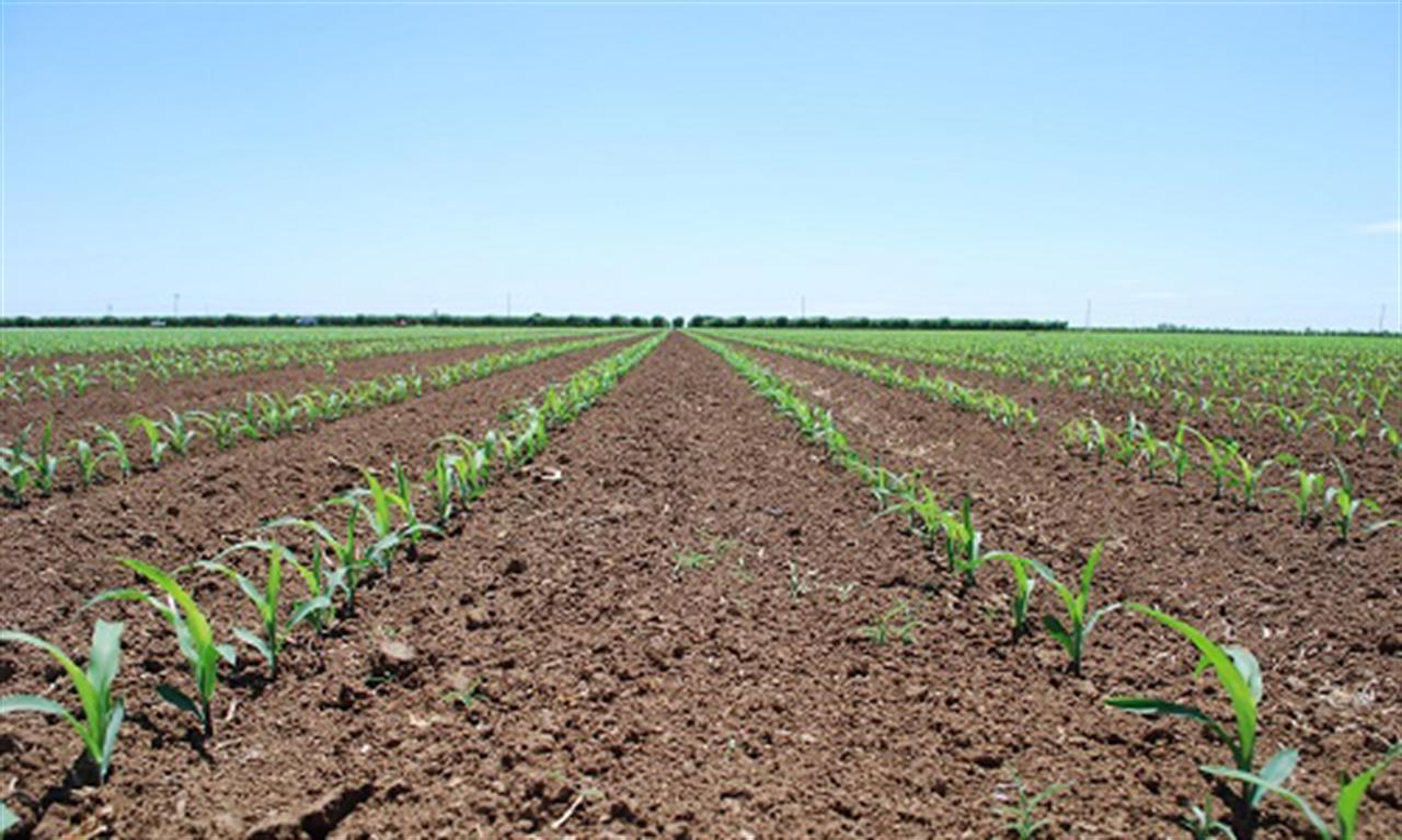 Northwest Europe ammonia-to-hydrogen production costs hit 5-month high