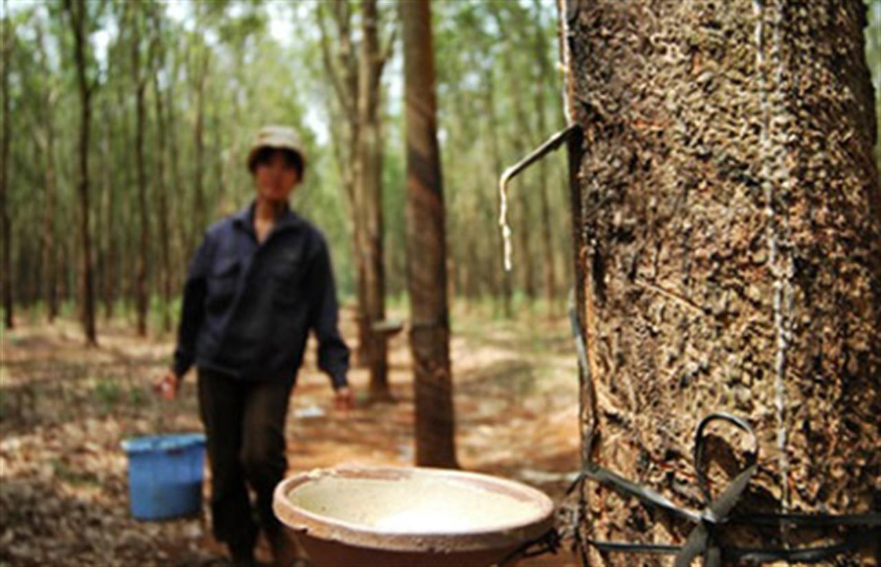 Cao su thế giới có tuần tăng giá mạnh nhất trong 4 tháng