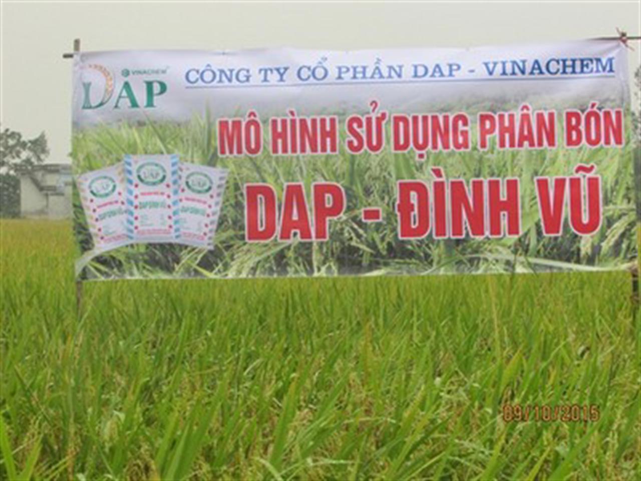 DAP Đình Vũ cho cây lúa xứ Thanh