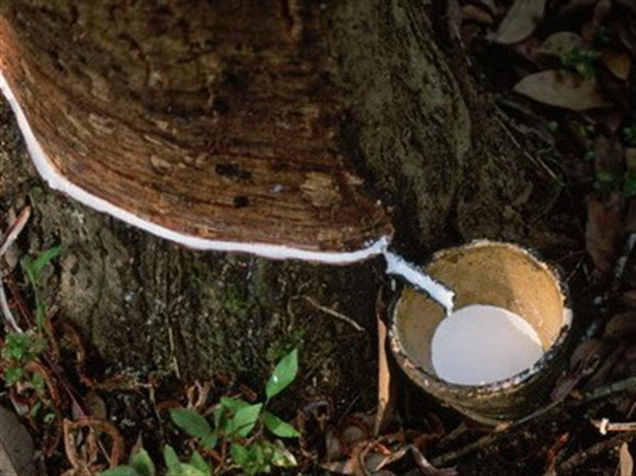 Giá cao su giảm 3% trong phiên hôm nay