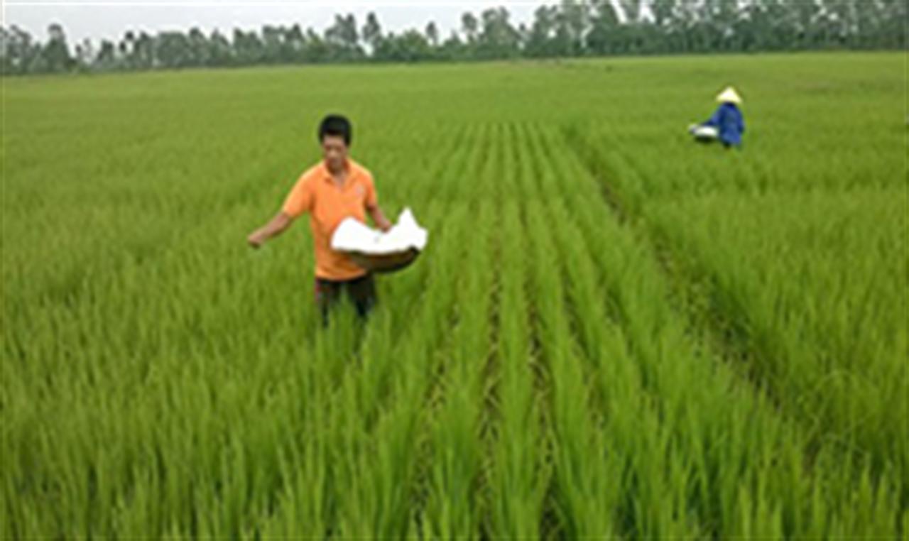 Phân bón nội giá cao hơn nhập khẩu vì bất cập từ chính sách thuế?