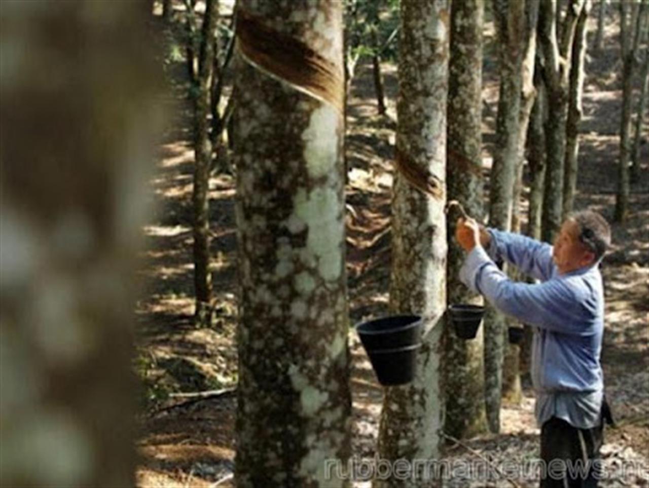 Giá cao su lên mức cao nhất gần 5 tháng