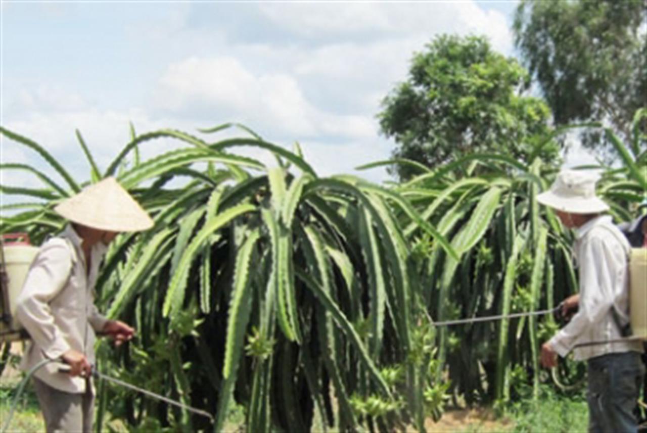 Phân bón kém chất lượng - nỗi lo của nông dân