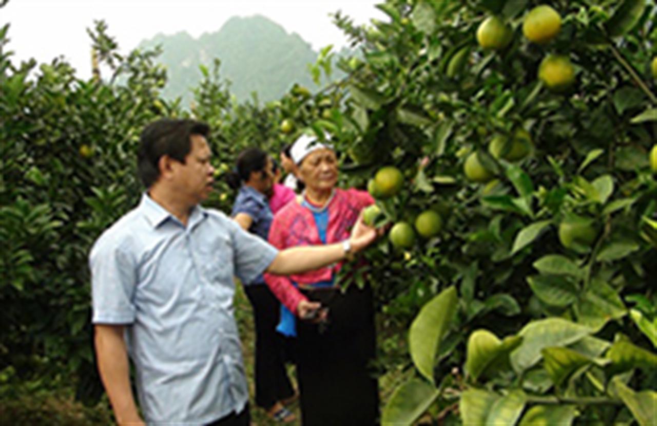 Hiệu quả sử dụng phân bón Ninh Bình khép kín cho cây có múi