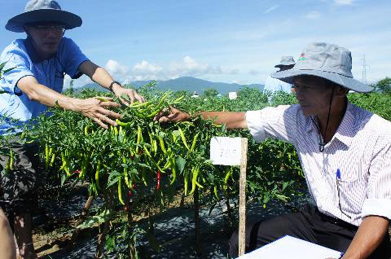 Đa dạng phân bón Lâm Thao