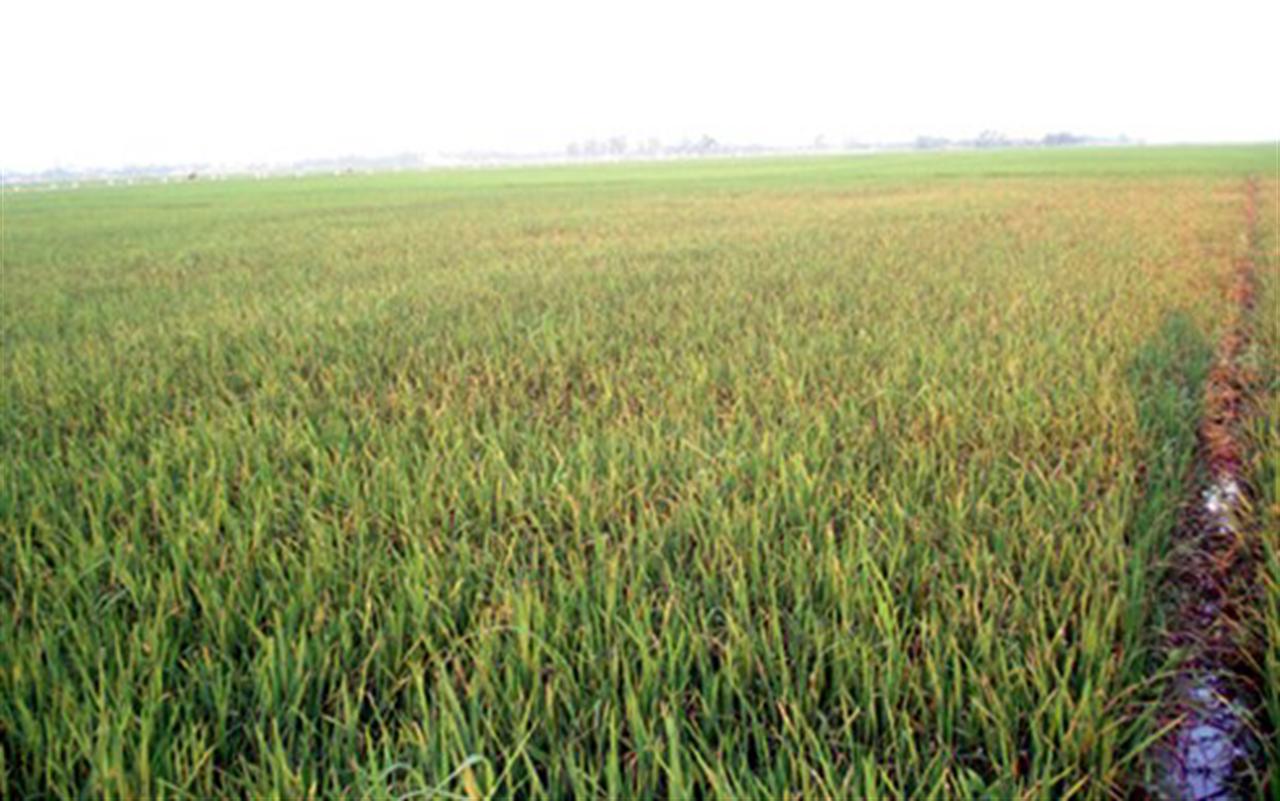 Nhức nhối nạn phân bón giả