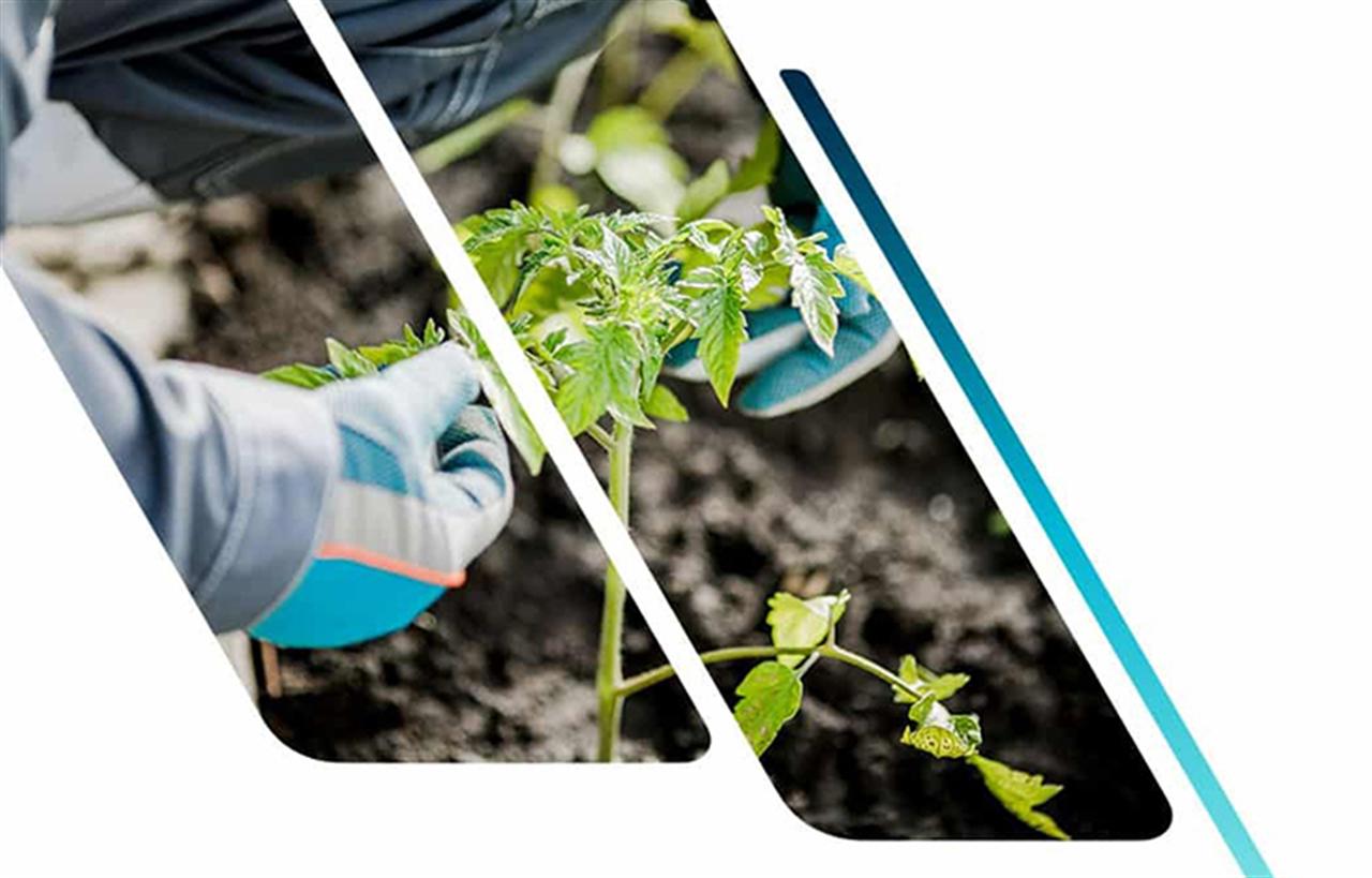 Next-Generation Fertilizers: Promising, But Still Short on Field Data