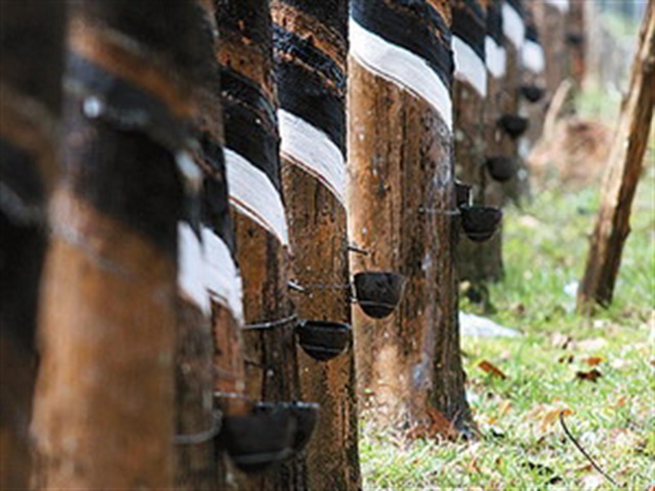 Mưa lớn ở Đông Nam Á đẩy giá cao su lên cao