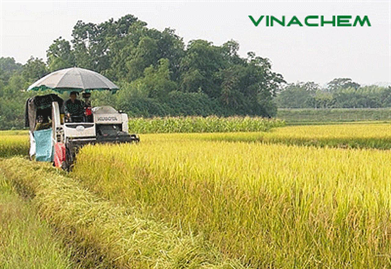 Bón phân Lâm Thao NPK-S khép kín, lúa mùa đạt hơn 2 tạ/sào