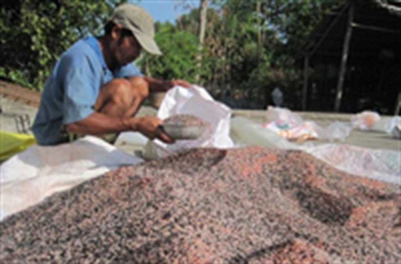 Nhập nhằng phân bón thật - giả, nông dân điêu đứng