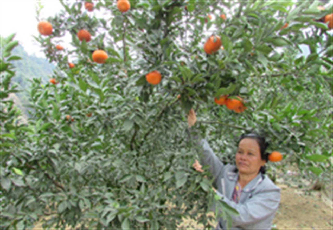 Dấu ấn Lâm Thao ở những vụ mùa bội thu nơi vùng cao