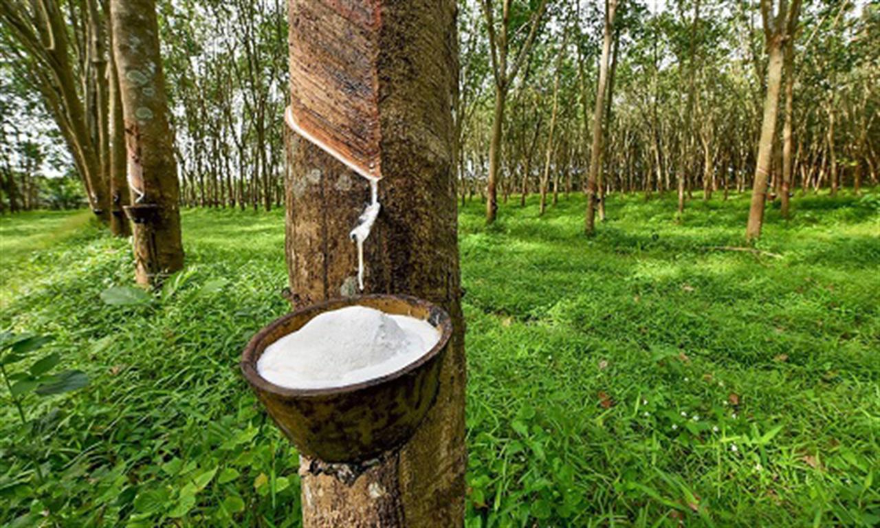 Ample room remains for Vietnamese rubber exports to US