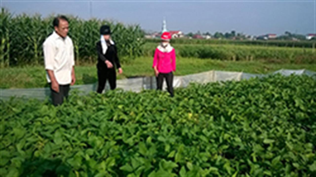 Phân đa yếu tố NPK Văn Điển ưu việt với đậu tương đông