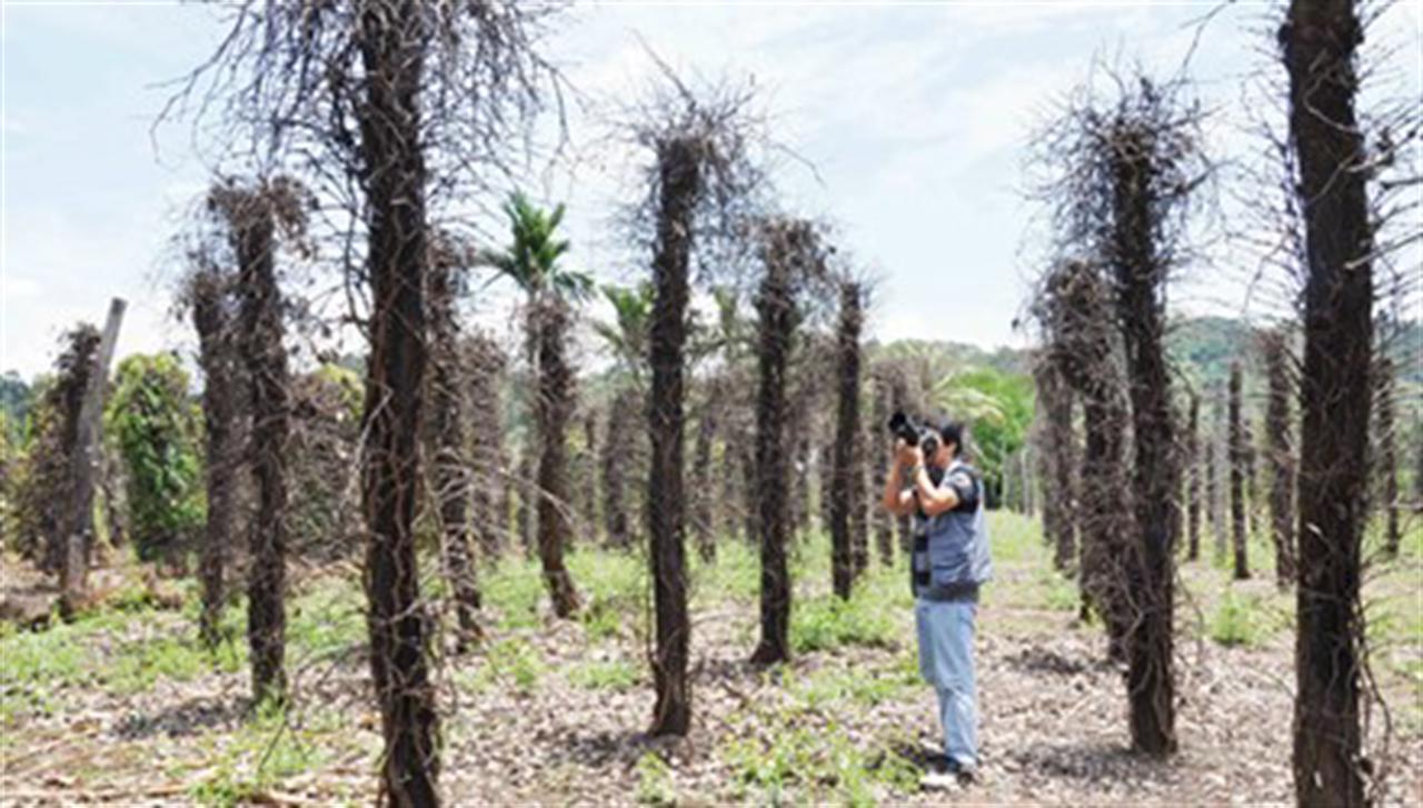 Hậu quả phân bón giả trên Tây Nguyên