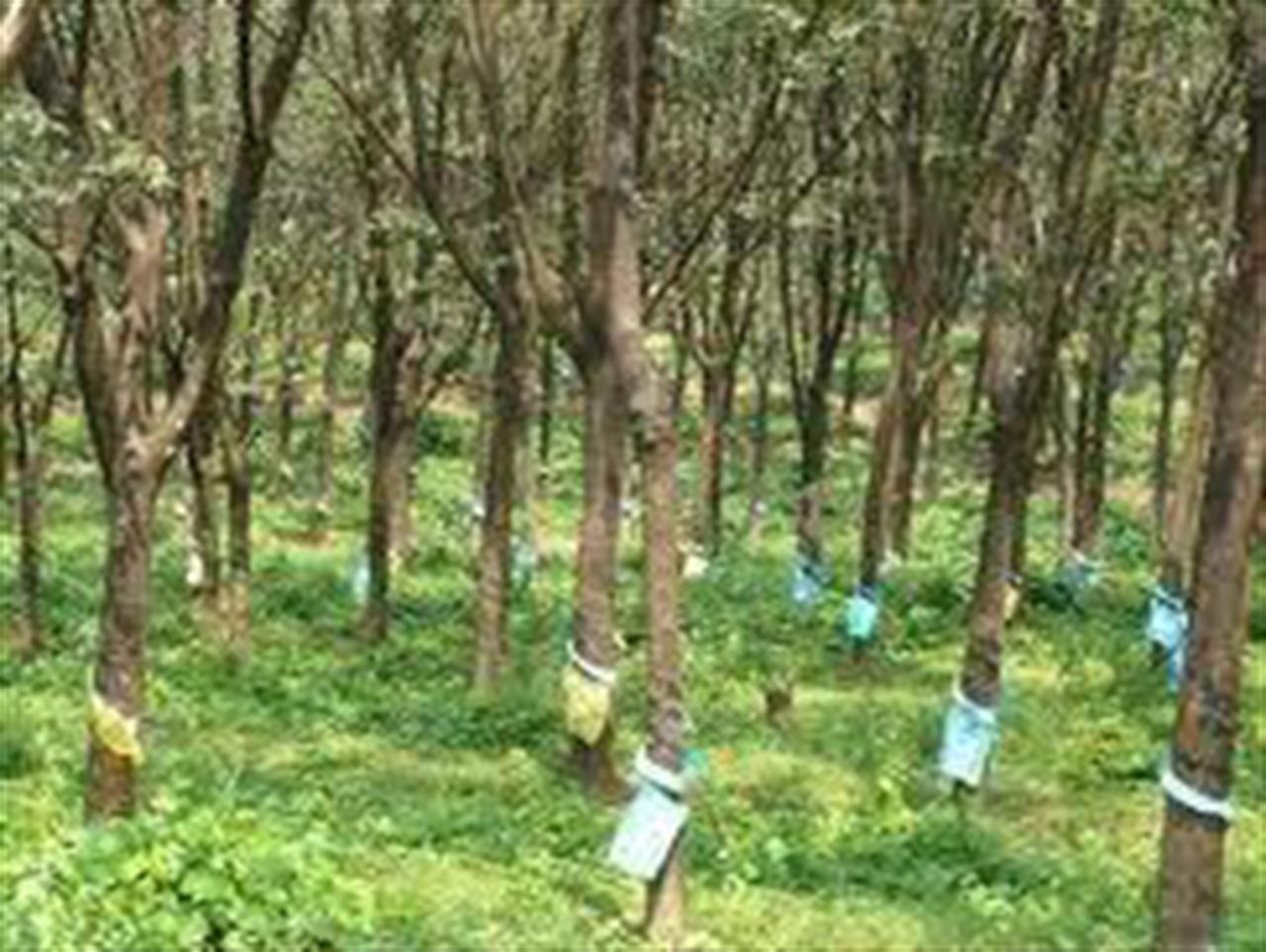 Phân bón cao su: Quá bát nháo!