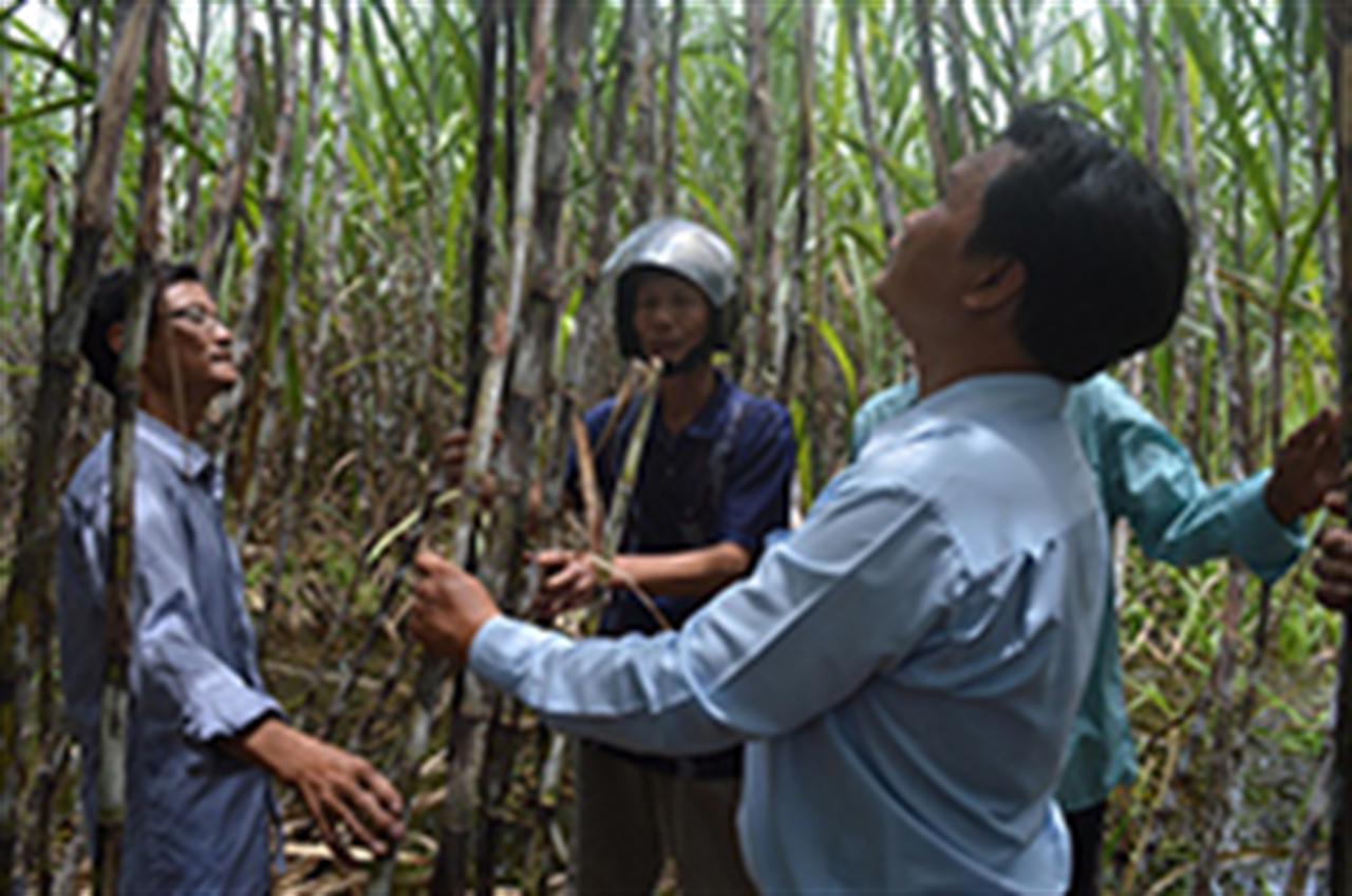 Hiệu quả phân lân Ninh Bình trên đất phèn Hậu Giang