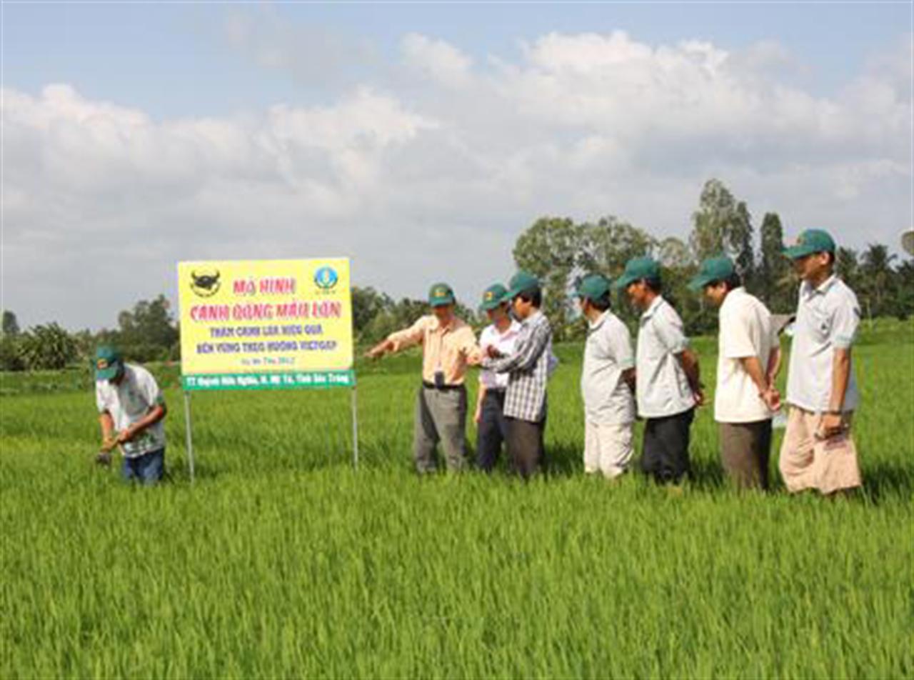 Bình Điền chung tay SX cánh đồng lớn