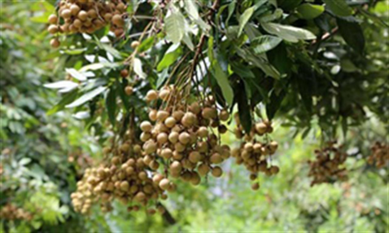 Phân bón giúp nâng cao năng suất, chất lượng cây nhãn Hưng Yên