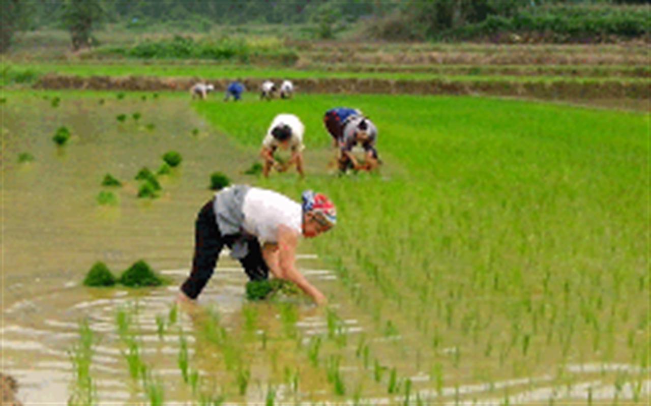 Phân 3 màu Văn Điển giúp lúa mùa khỏe, chống sâu bệnh tốt