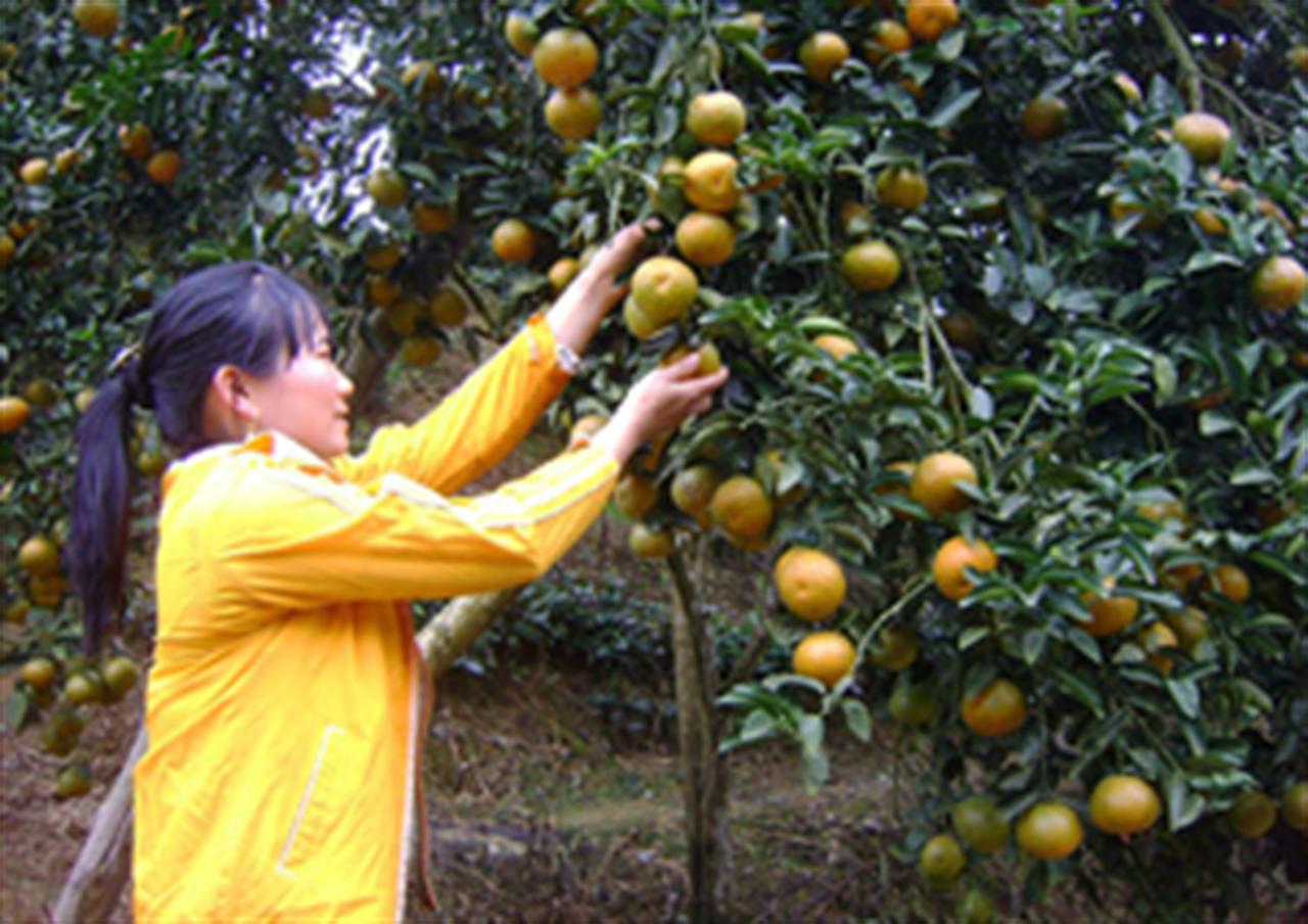 Cam sành Hàm Yên “lên đời” nhờ phân bón Lâm Thao