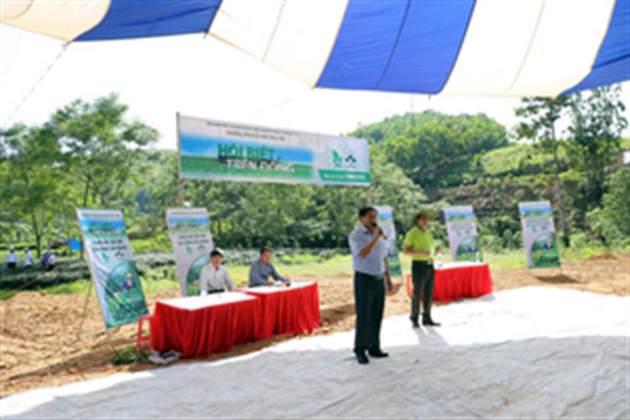 Cây chè Sơn La “phất” nhờ phân bón Lâm Thao