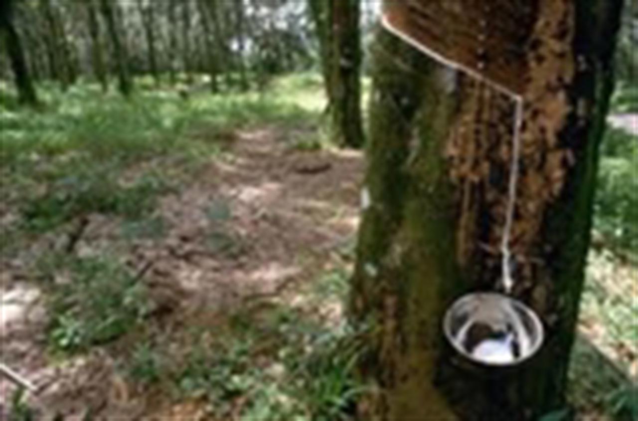 Gía cao su ở mức thấp 1 tuần do nhu cầu của Trung Quốc suy giảm