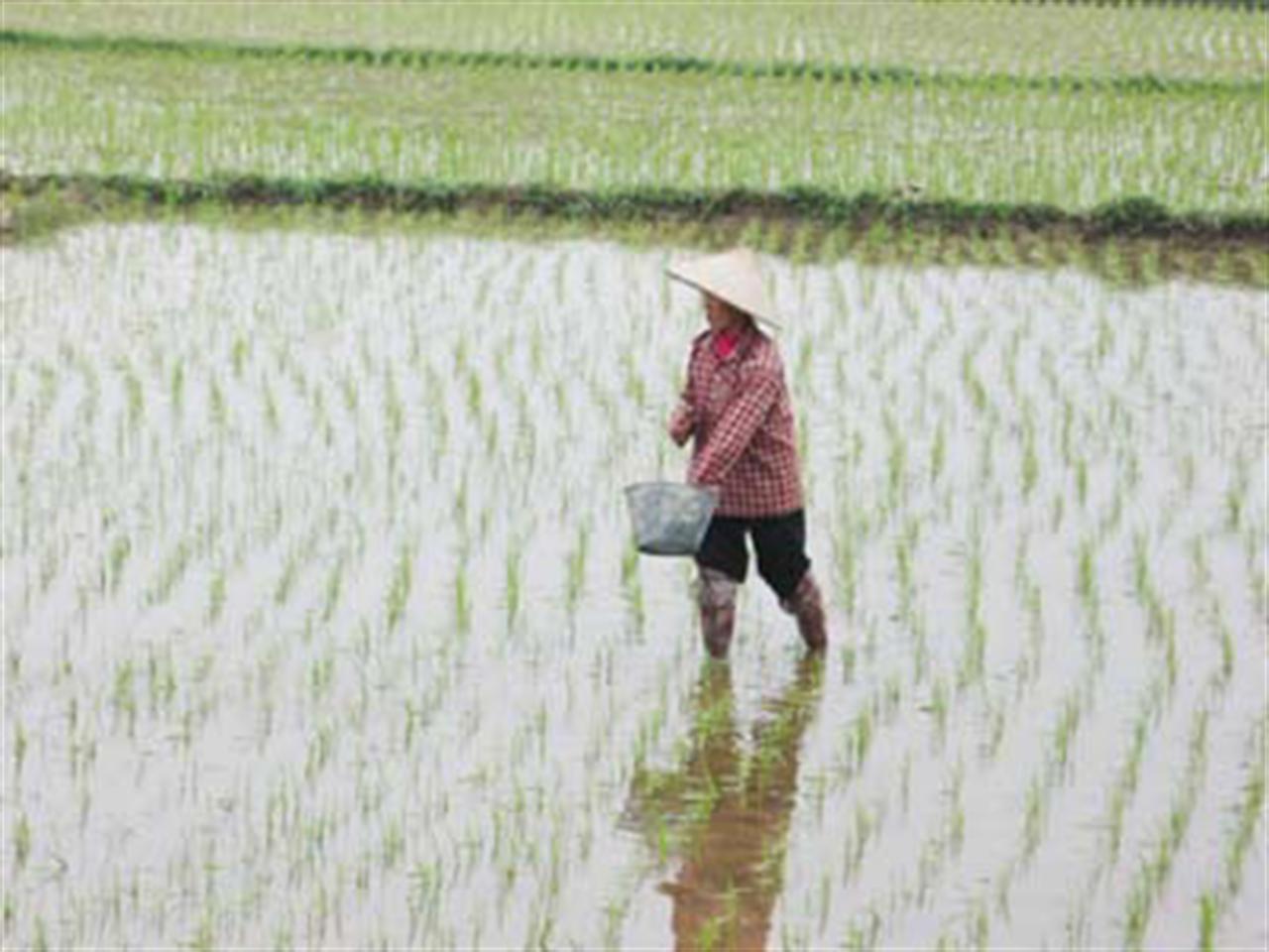 Thị trường phân bón: Nỗi lo kép