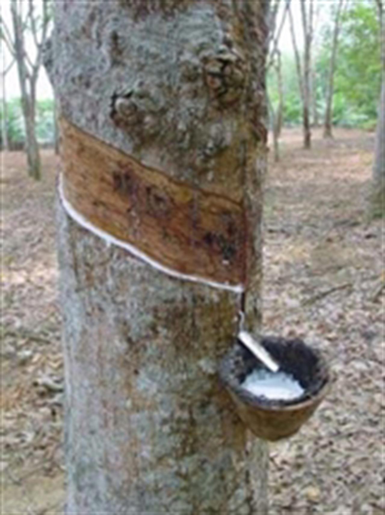 IRCO: Giá cao su có thể duy trì ở mức hiện nay do cung khan