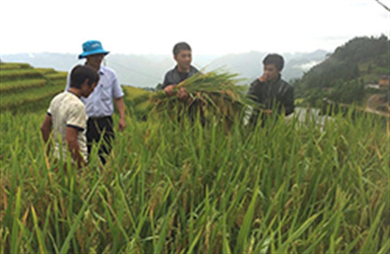 Dùng phân bón DAP Lào Cai: Năng suất lúa tăng, nhà nông thêm thu nhập