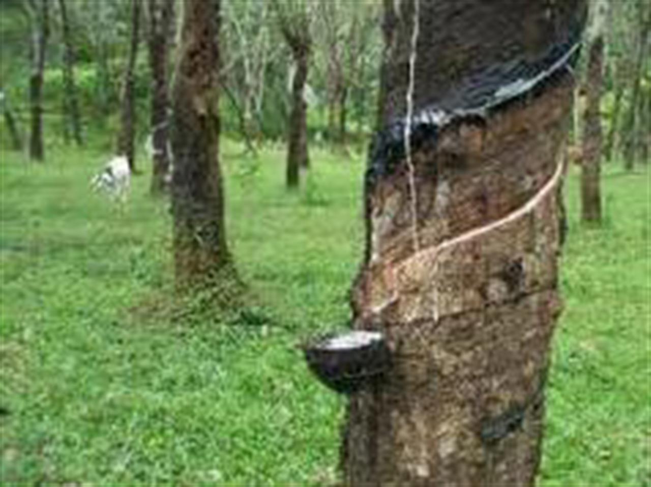 Giá cao su Tocom tăng do yên giảm