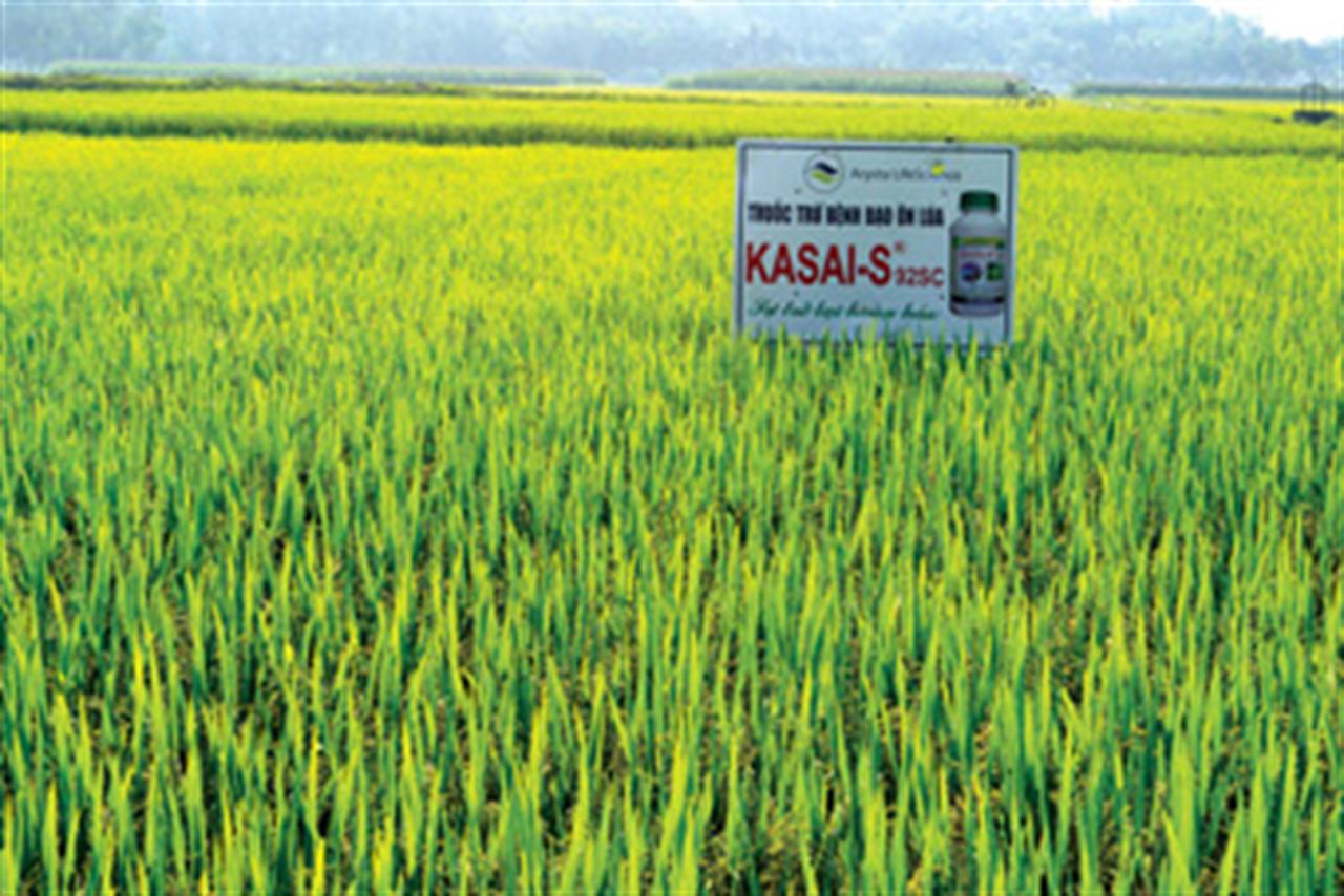 Thuốc bảo vệ thực vật: Vàng thau... cùng lên kệ