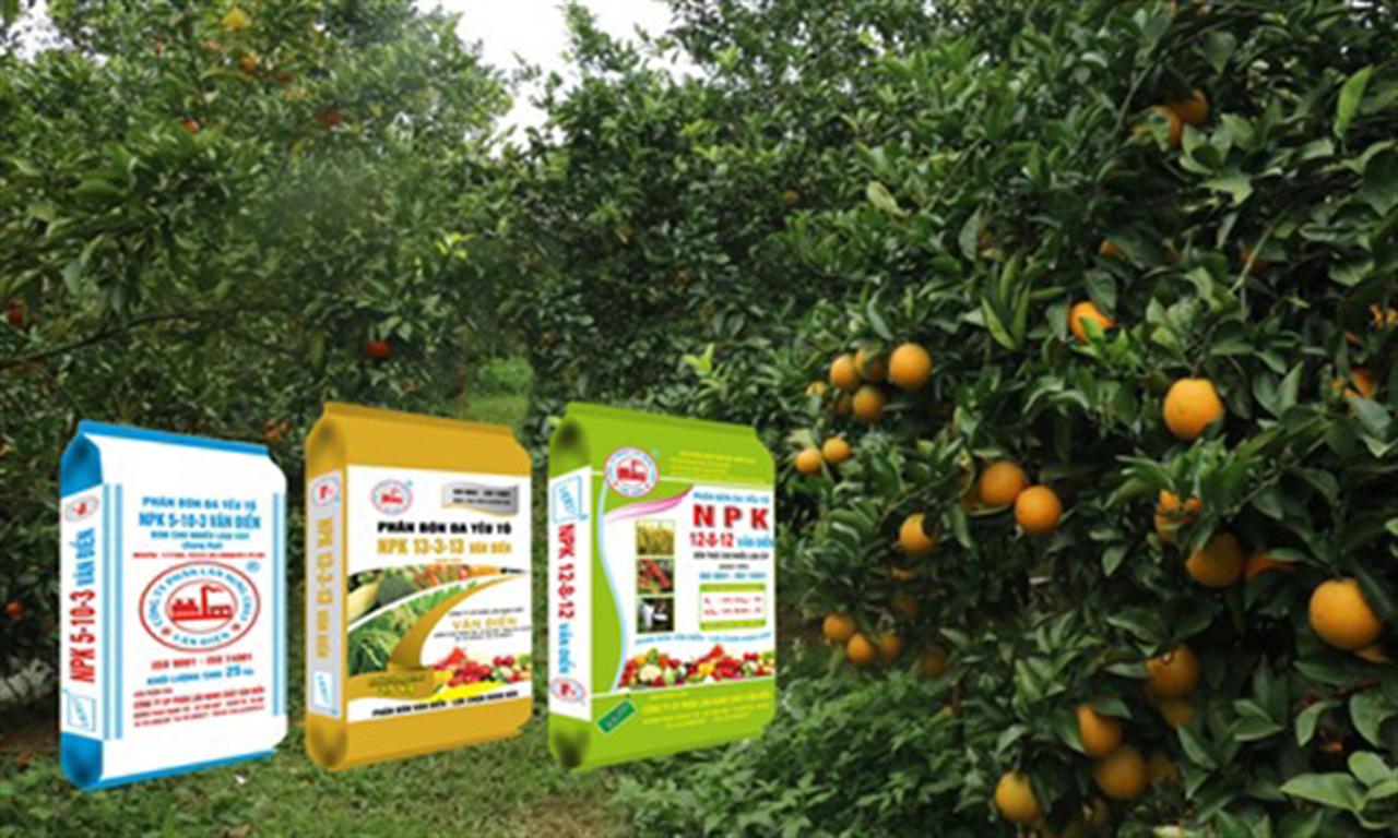 Phân bón Văn Điển hiệu quả cao với cây có múi