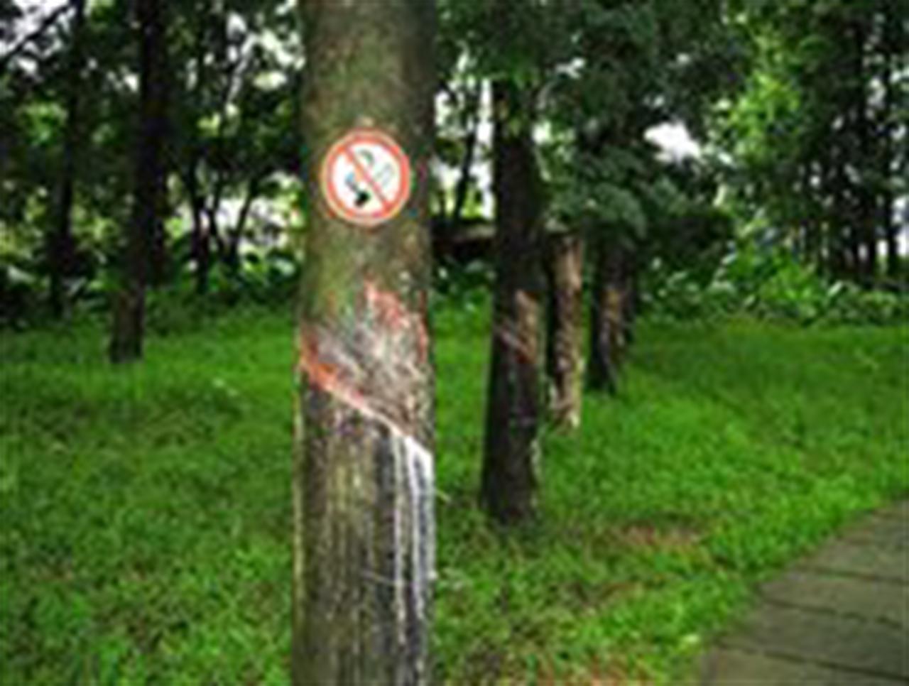 Cao su đồng loạt giảm giá