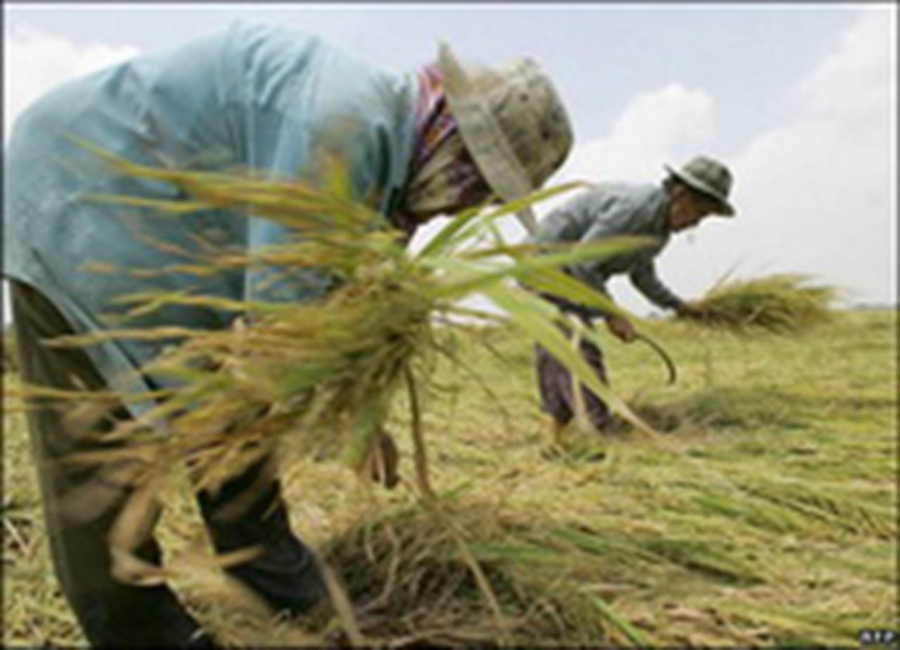 Giá phân Ure trên thị trường thế giới giảm nhẹ