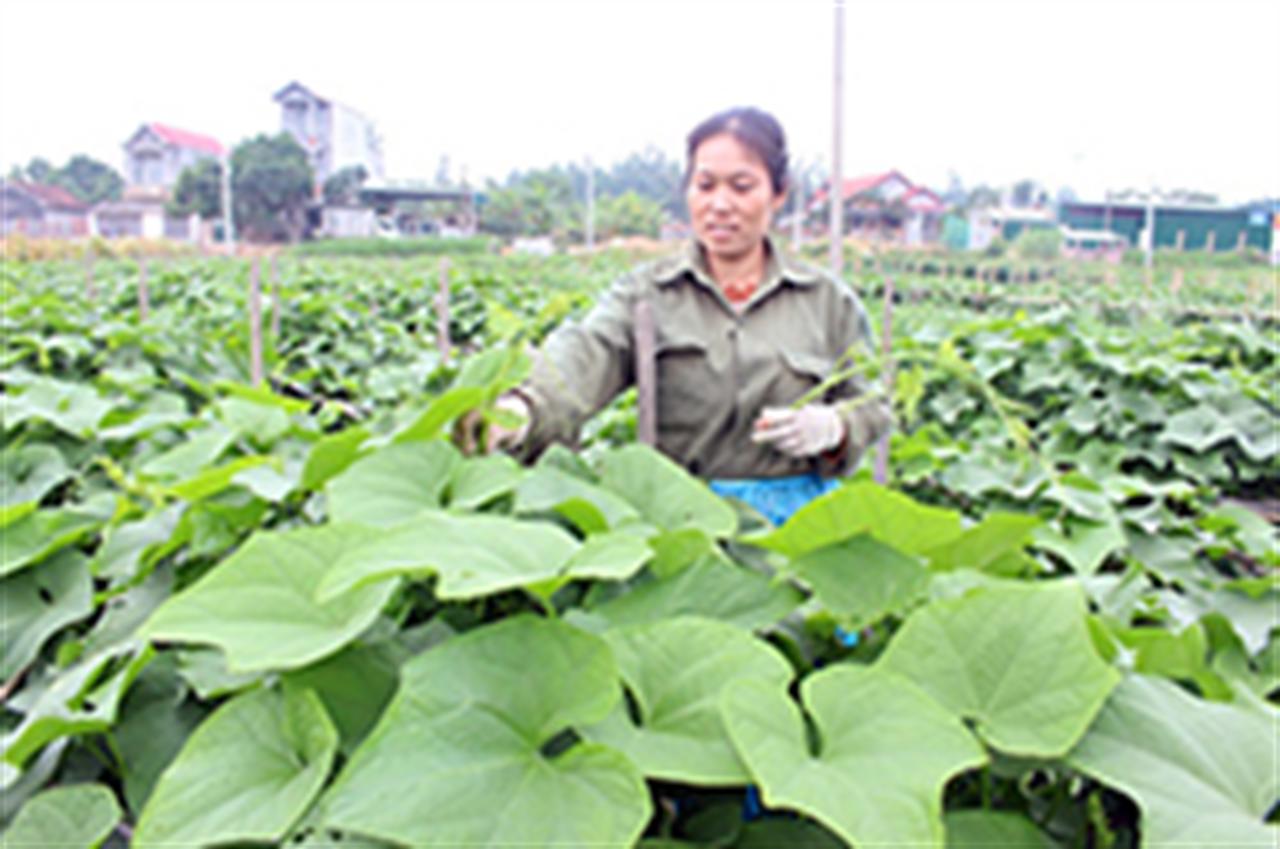 Bón phân Lâm Thao, cây su su nhiều ngọn, dễ bán