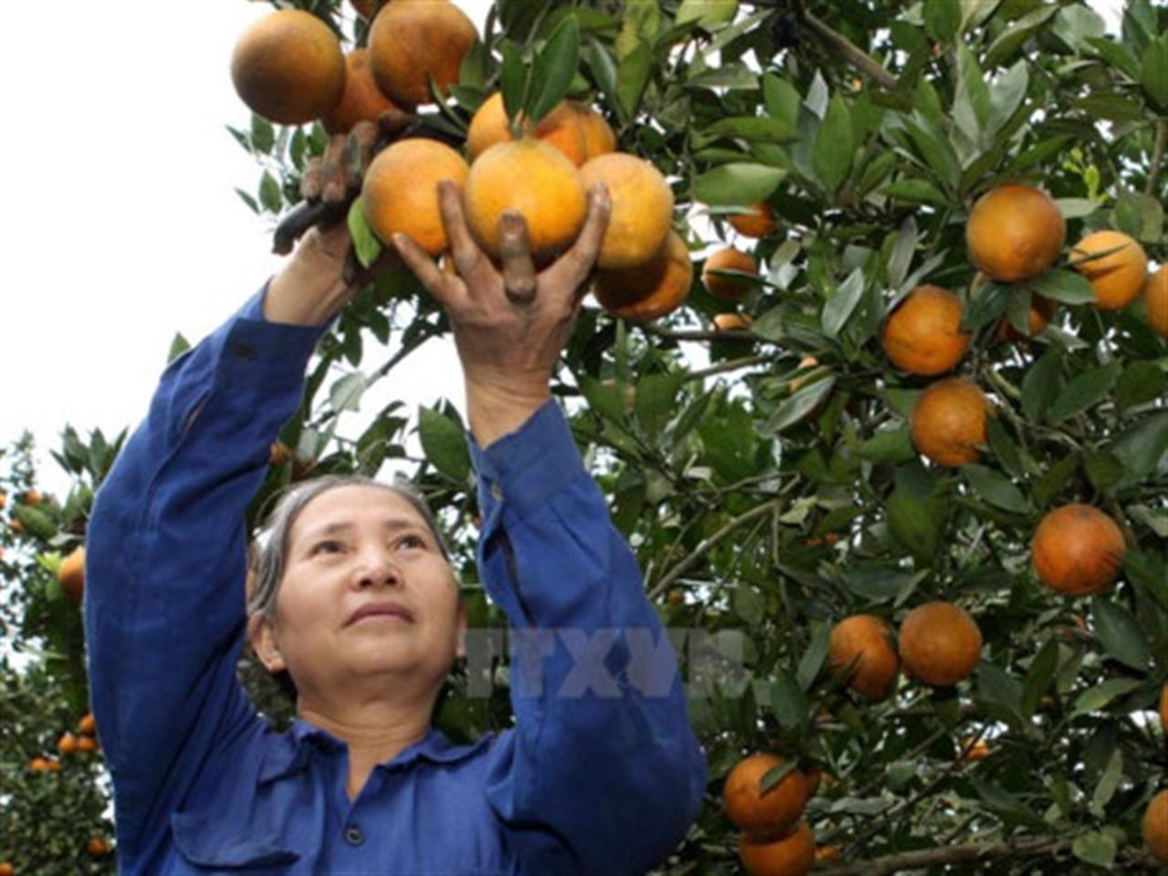 Phân bón Văn Điển hồi sinh vùng cam