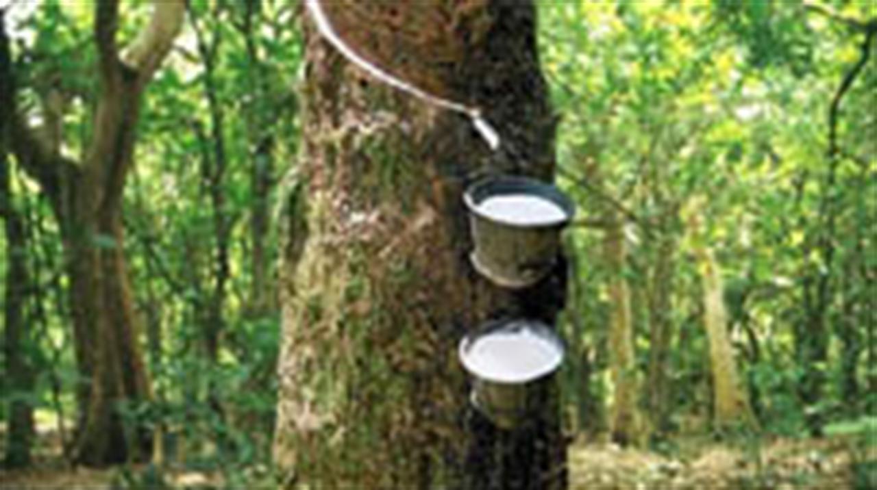 Giá cao su Tocom tiếp tục tăng 3,2%